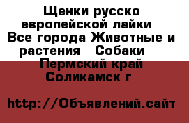 Щенки русско европейской лайки - Все города Животные и растения » Собаки   . Пермский край,Соликамск г.